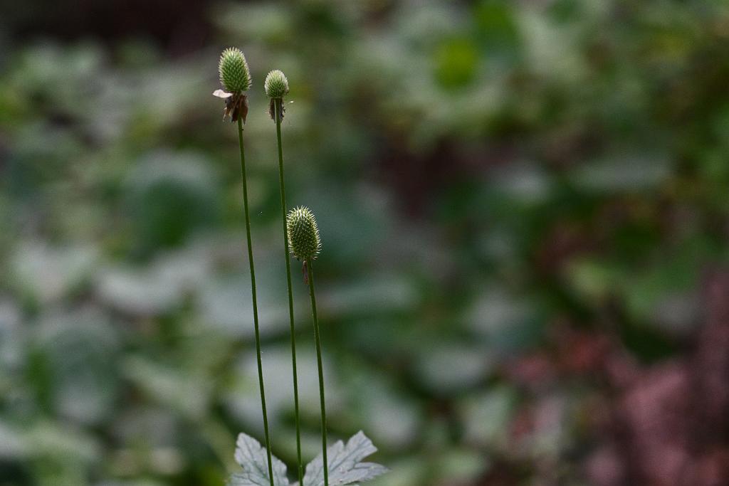 2025-07229812 Wachusett Meadow, MA.JPG - Tall Windflower (Anemone virginiana). Wachusett Meadow Wildlife Sanctuary, MA, 7-22-2025